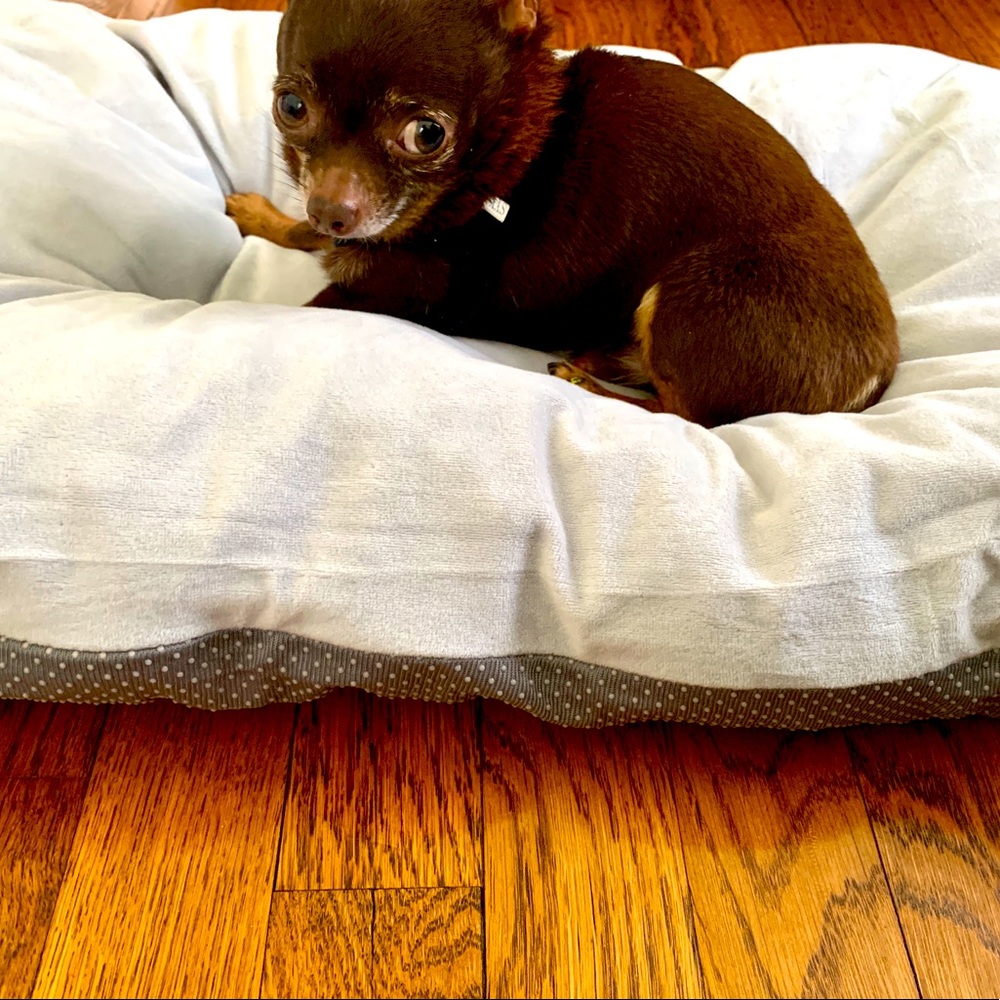Simple anti slip comfy on the go pet bed